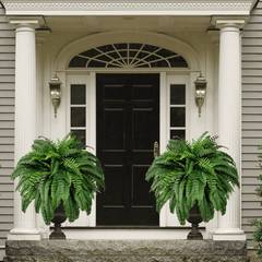 EverLush Fern Decor- 50 % OFF