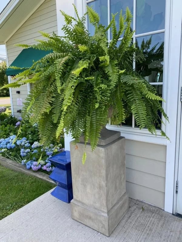 EverLush Fern Decor- 50 % OFF