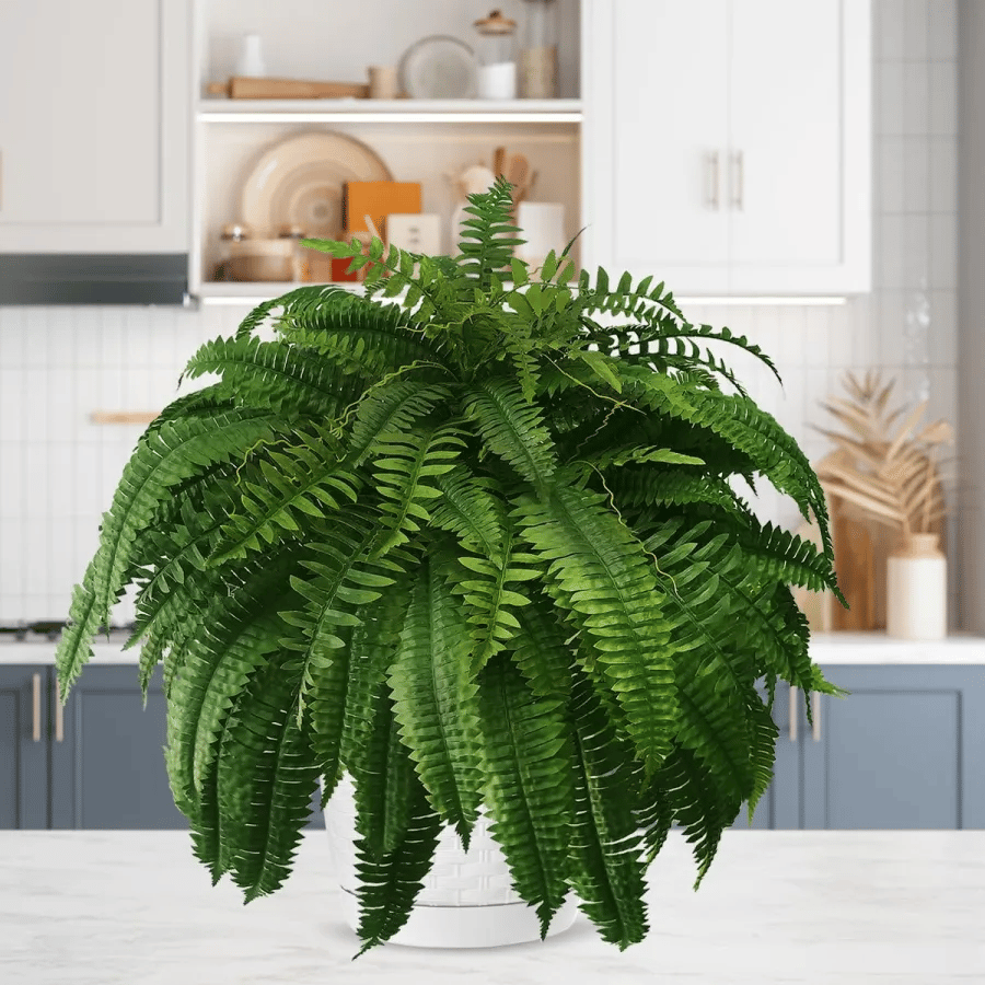 EverLush Fern Decor- 50 % OFF