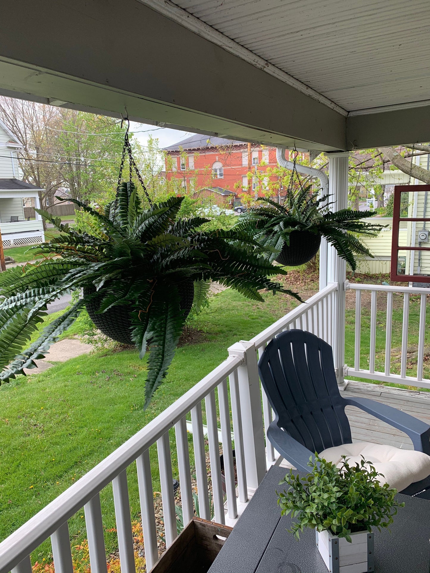 EverLush Fern Decor- 50 % OFF