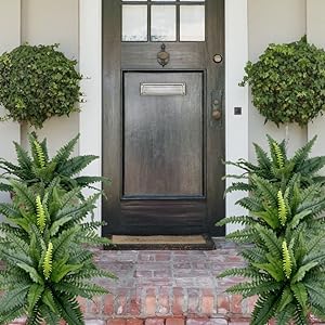 EverLush Fern Decor- 50 % OFF