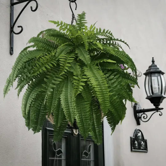 EverLush Fern - Instant Designer Greenery Without Maintenance + 50% OFF