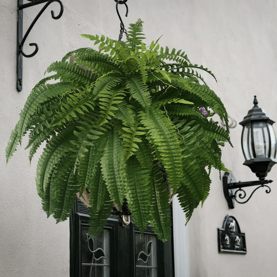EverLush Fern Decor- 50 % OFF
