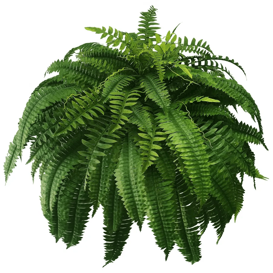 EverLush Fern Decor- 50 % OFF