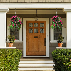 EverBloom Petunias- 50 % OFF