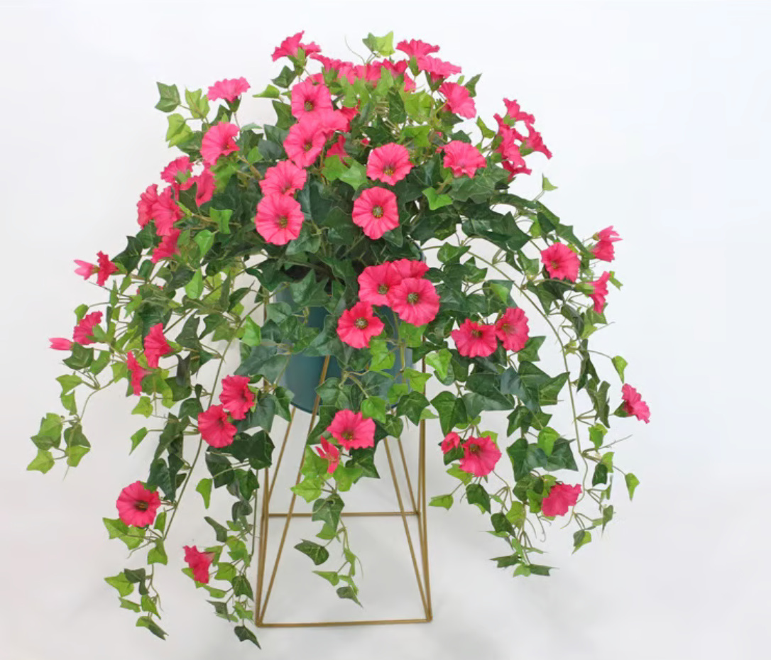 EverBloom Petunias- 50 % OFF