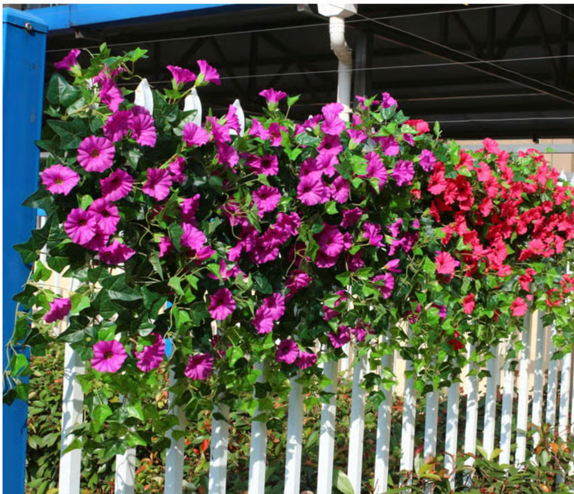 EverBloom Petunias- 50 % OFF