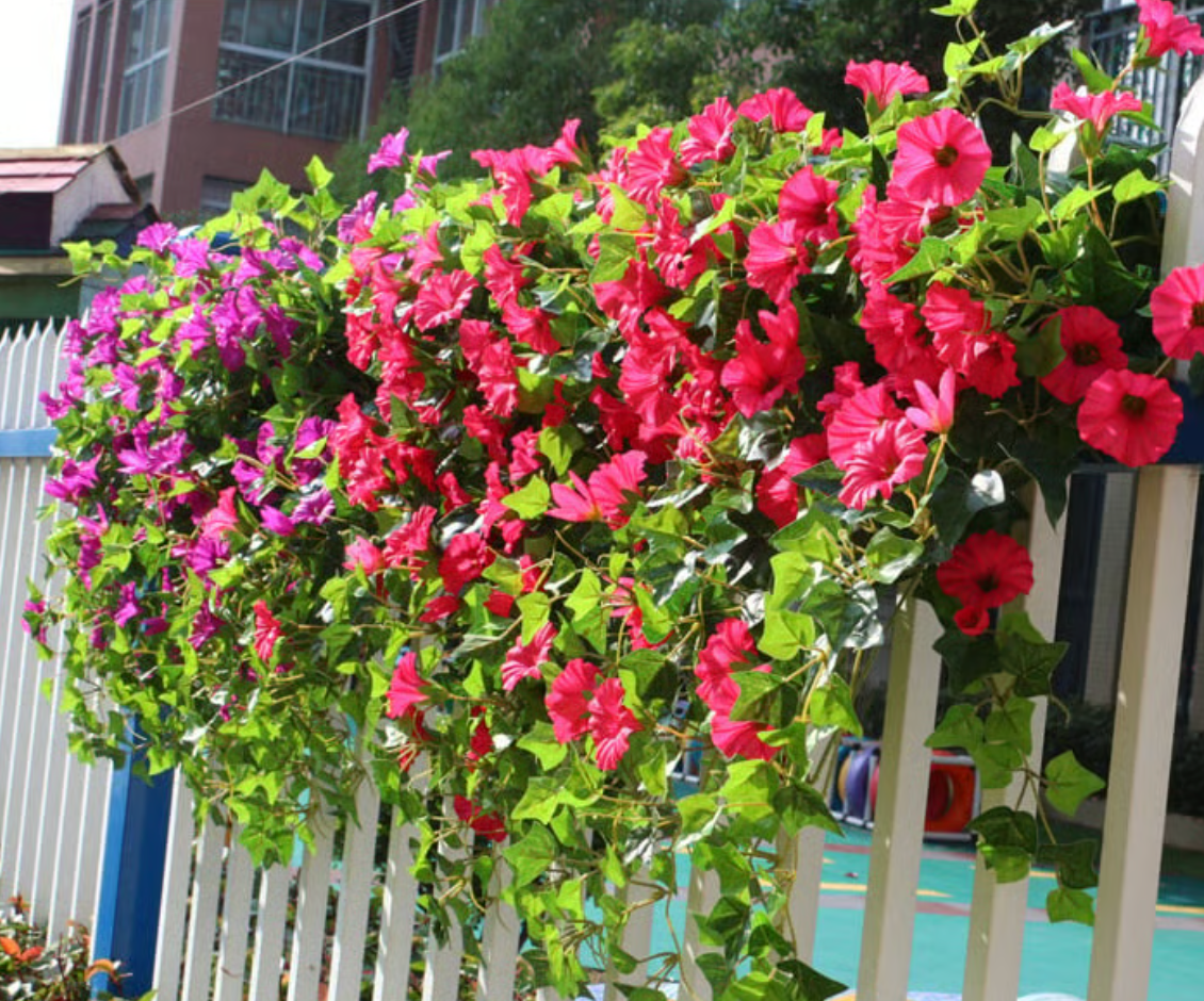 EverBloom Petunias- 50 % OFF