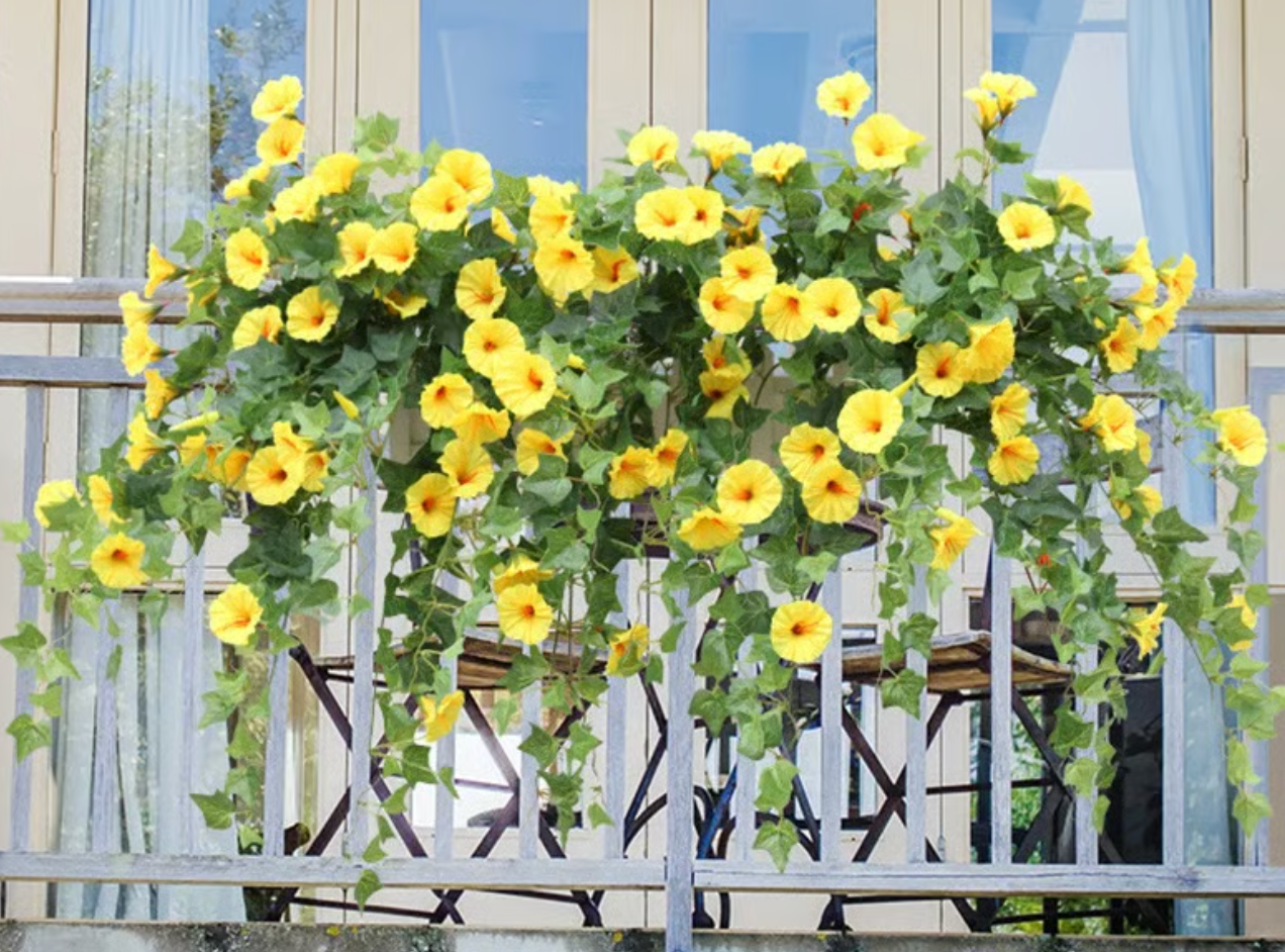 EverBloom Petunias- 50 % OFF