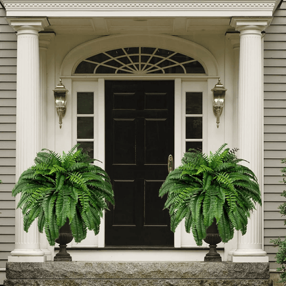EverLush Fern Decor- 50 % OFF