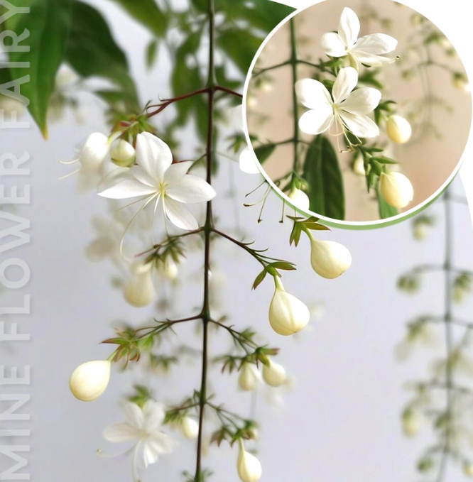 MidnightJasmine—Transform Your Home Into A Scented Sanctuary + 50% OFF