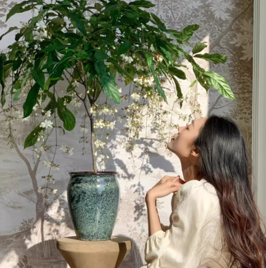 MidnightJasmine—Transform Your Home Into A Scented Sanctuary + 50% OFF