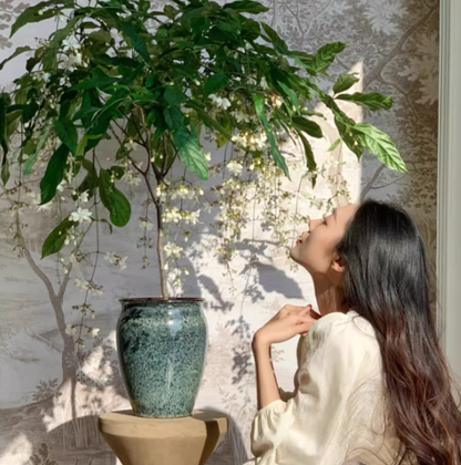 MidnightJasmine—Transform Your Home Into A Scented Sanctuary + 50% OFF