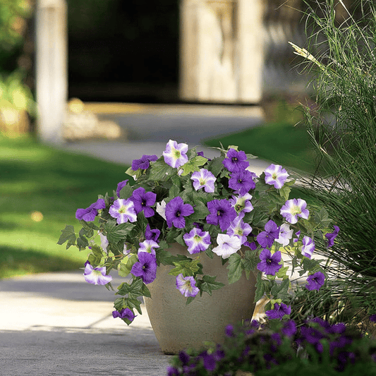The AuraBloom Petunias — A Perfect Garden, Effortlessly + 50% OFF