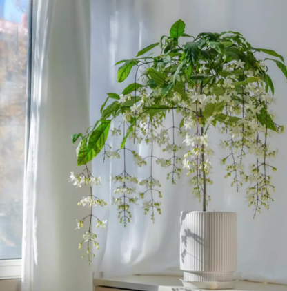 MidnightJasmine—Transform Your Home Into A Scented Sanctuary + 50% OFF