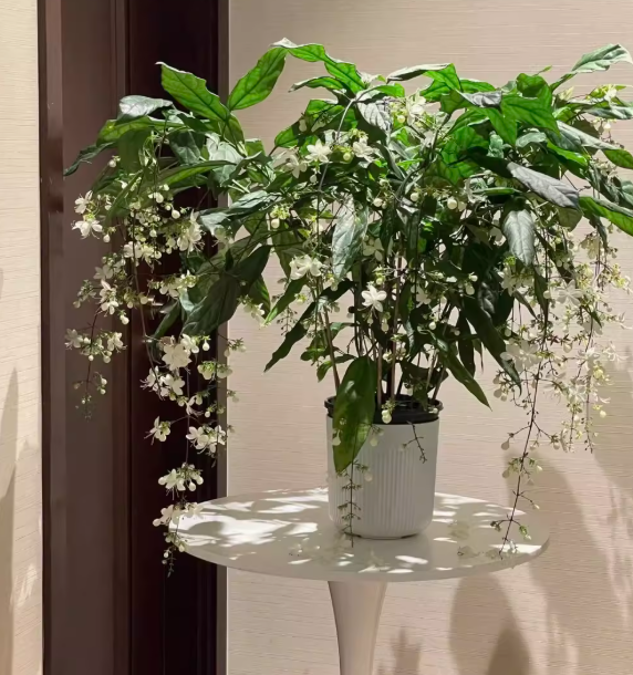 MidnightJasmine—Transform Your Home Into A Scented Sanctuary + 50% OFF