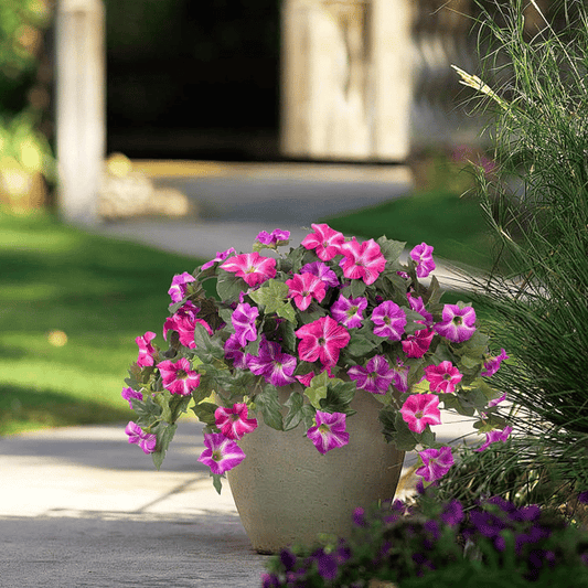 The AuraBloom Petunias — A Perfect Garden, Effortlessly + 50% OFF