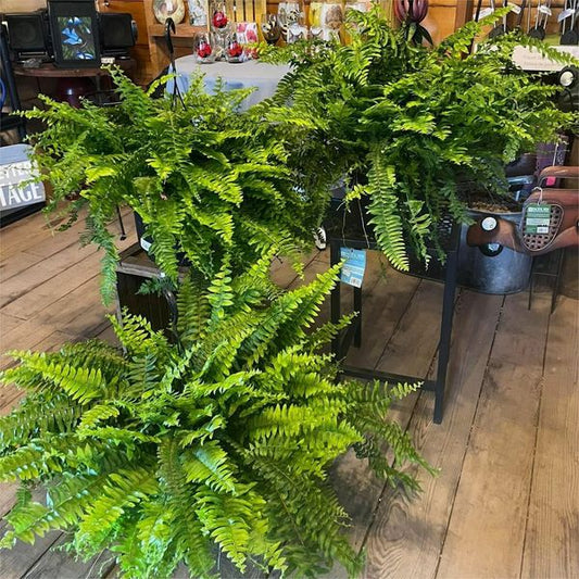 EverLush Fern Decor- 50 % OFF