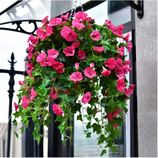 EverBloom Petunias- 50 % OFF