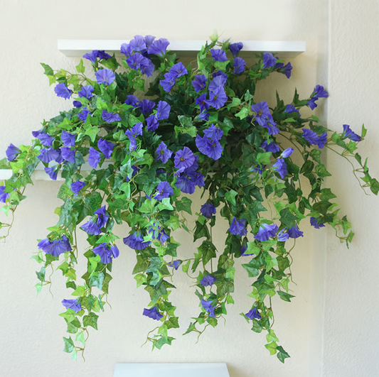 EverBloom Petunias- 50 % OFF