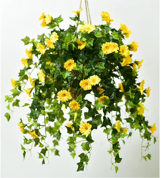 EverBloom Petunias- 50 % OFF
