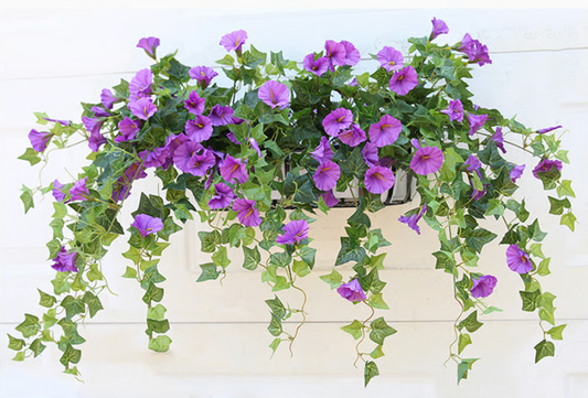 EverBloom Petunias- 50 % OFF