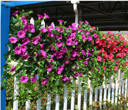 EverBloom Petunias- 50 % OFF
