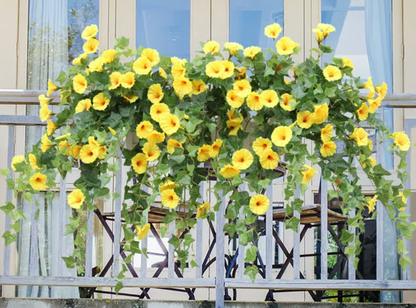 EverBloom Petunias- 50 % OFF