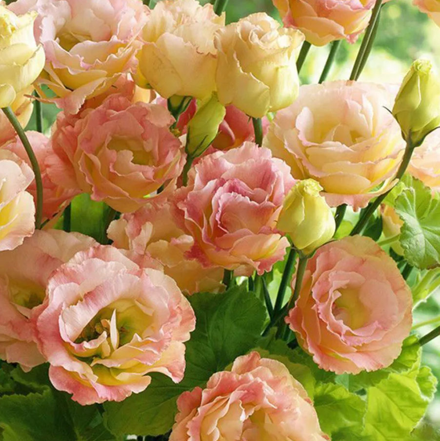 EverBloom Eustoma Seeds - 50 % OFF