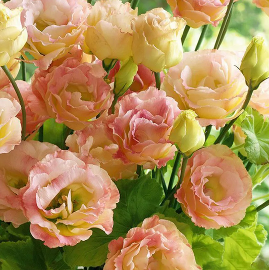 EverBloom Eustoma Seeds - 50 % OFF
