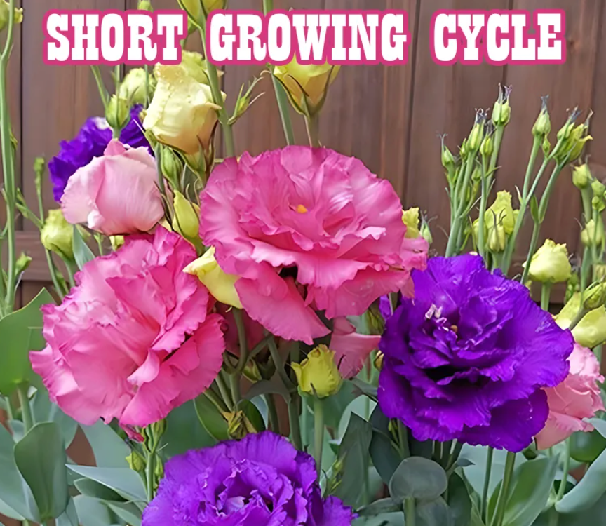 EverBloom Eustoma Seeds - 50 % OFF