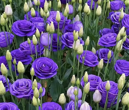 EverBloom Eustoma Seeds - 50 % OFF