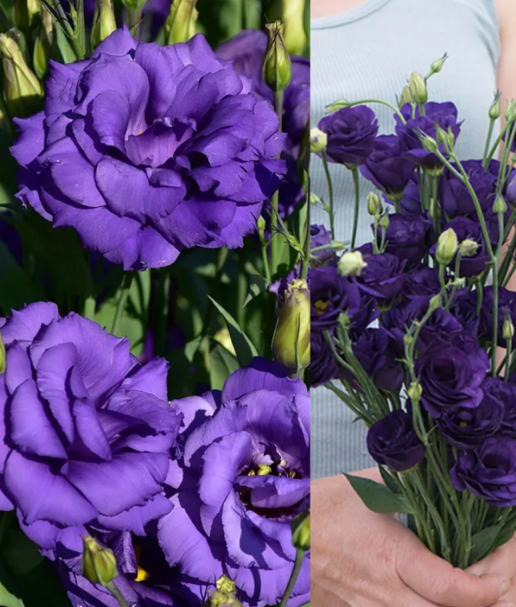 EverBloom Eustoma Seeds - 50 % OFF