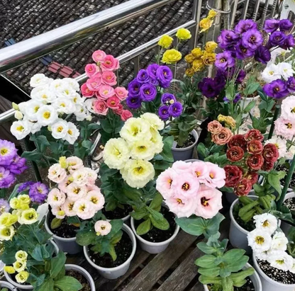 EverBloom Eustoma Seeds - 50 % OFF