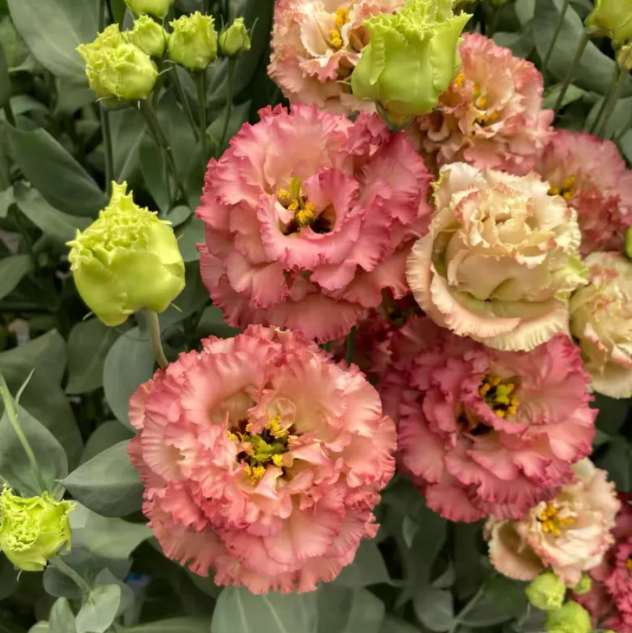 EverBloom Eustoma Seeds - 50 % OFF