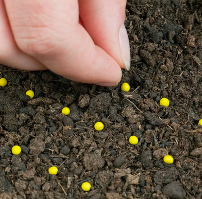 EverBloom Eustoma Seeds - 50 % OFF