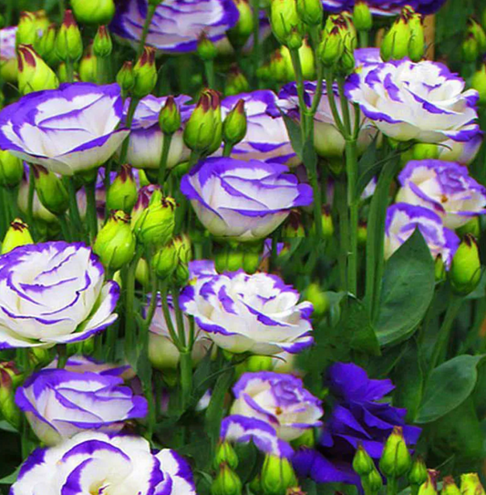 EverBloom Eustoma Seeds - 50 % OFF