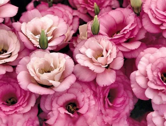 EverBloom Eustoma Seeds - 50 % OFF