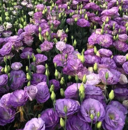 EverBloom Eustoma Seeds - 50 % OFF