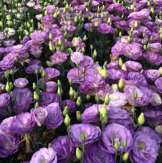 EverBloom Eustoma Seeds - 50 % OFF