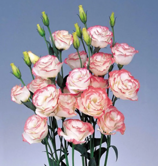 EverBloom Eustoma Seeds - 50 % OFF