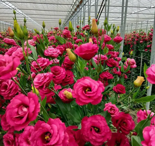 EverBloom Eustoma Seeds - 50 % OFF