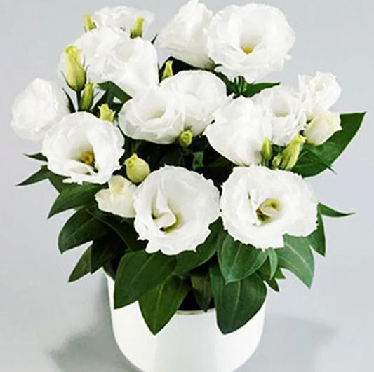 EverBloom Eustoma Seeds - 50 % OFF