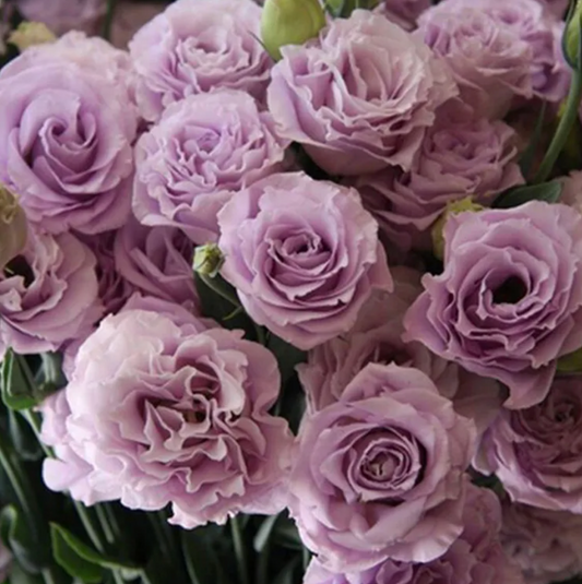 EverBloom Eustoma Seeds - 50 % OFF