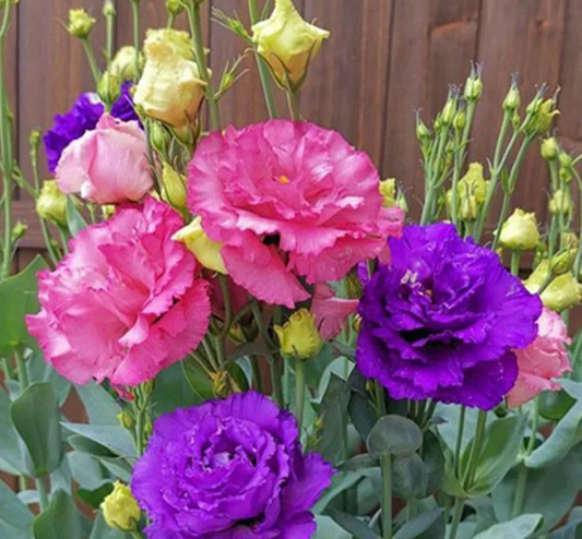 EverBloom Eustoma Seeds - 50 % OFF