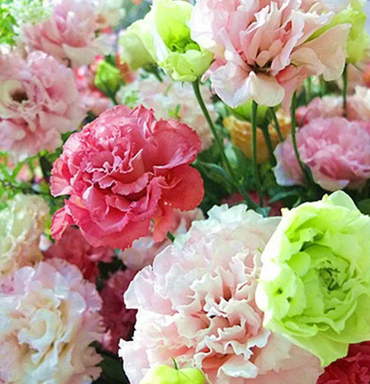 EverBloom Eustoma Seeds - 50 % OFF